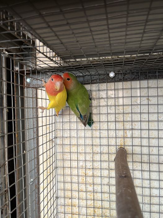 Agapornis roseicollis