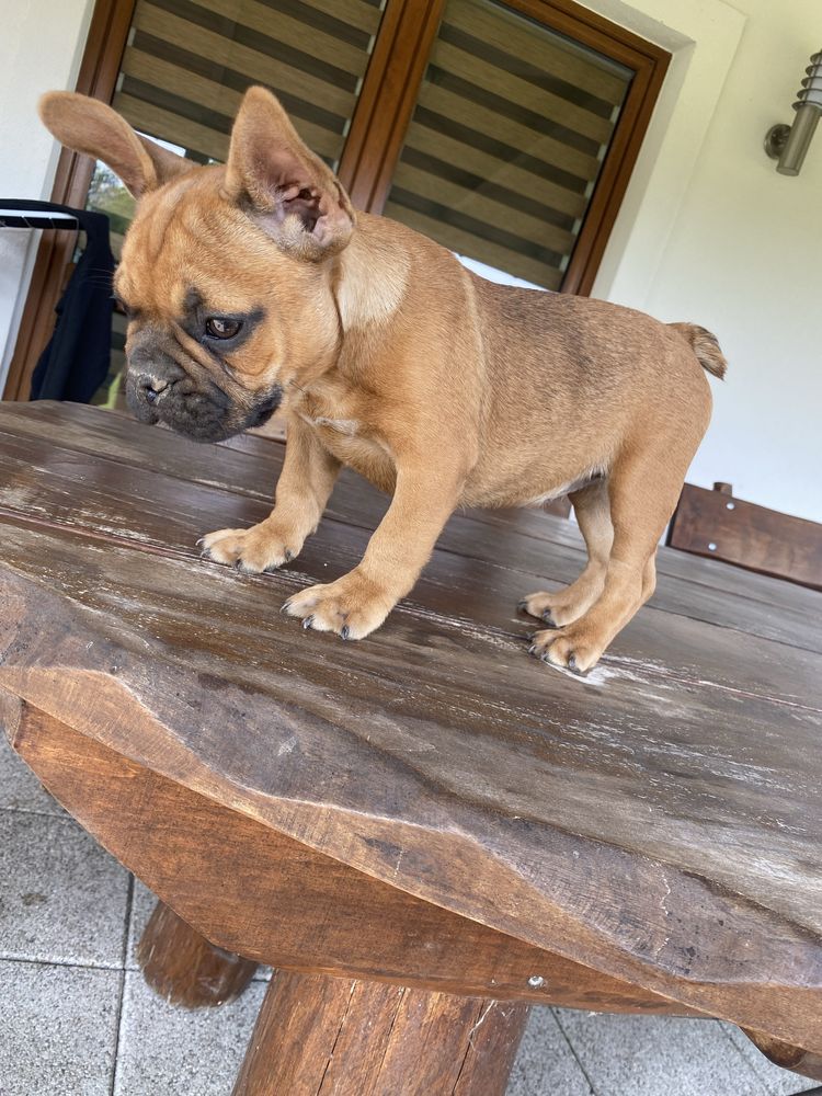 Buldog francuski