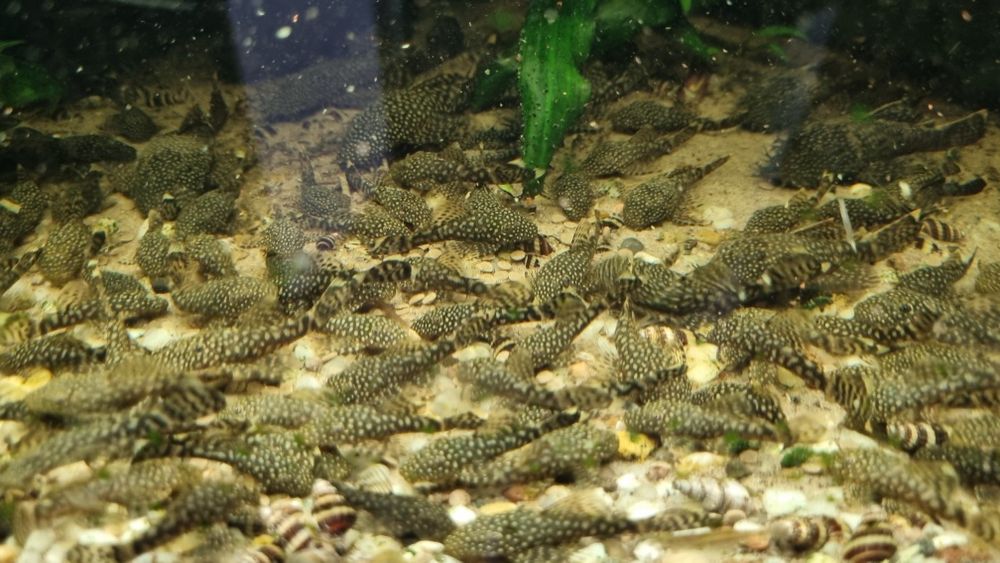 Glonojady 2-3 cm