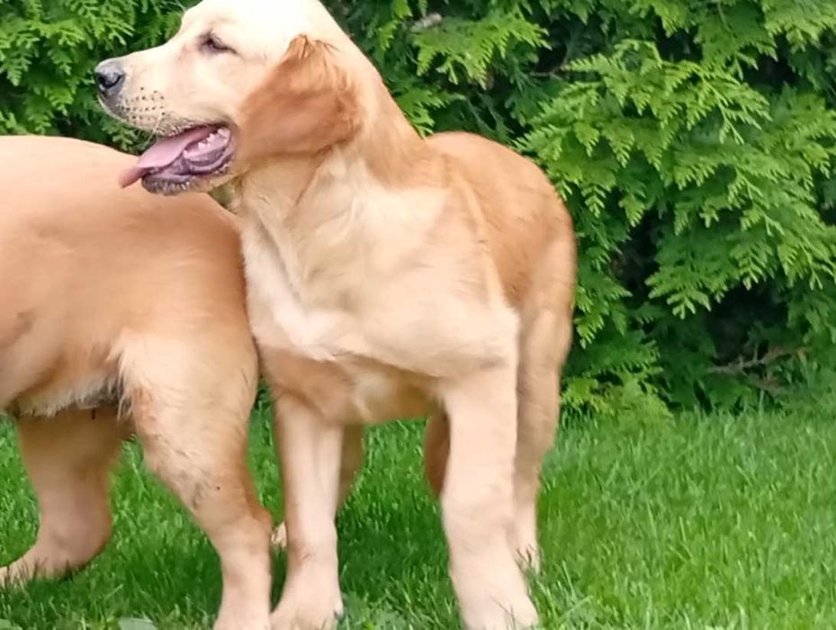 Szczenię golden retriever do odbioru