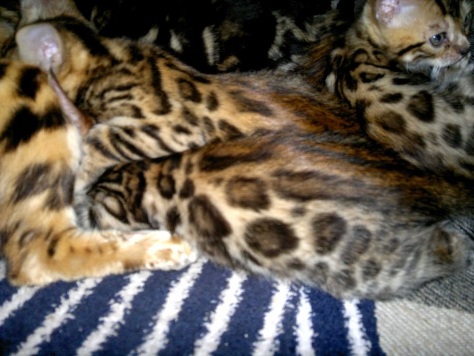 Насправді домашні бенгальські котятка для сімї чи розведення