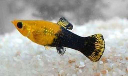 molinezja zółto-czarna rybka żyworodna
