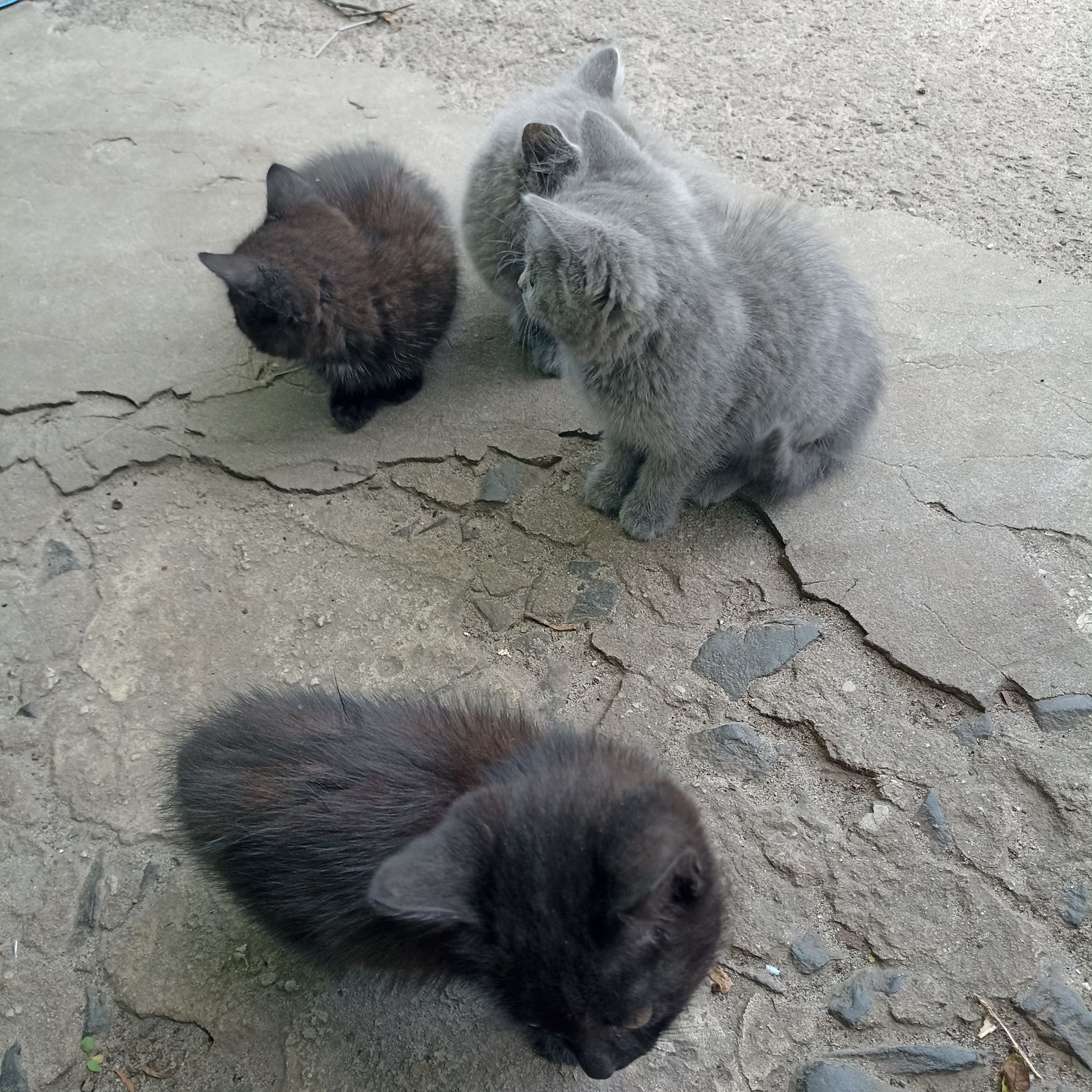 Віддам  грайливих кошенят