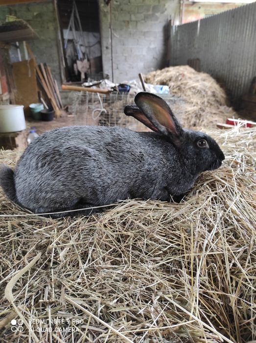 Кролі Полтавське срібло