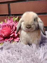 Mini lop, królik miaturka, króliczek baranek, karzełek