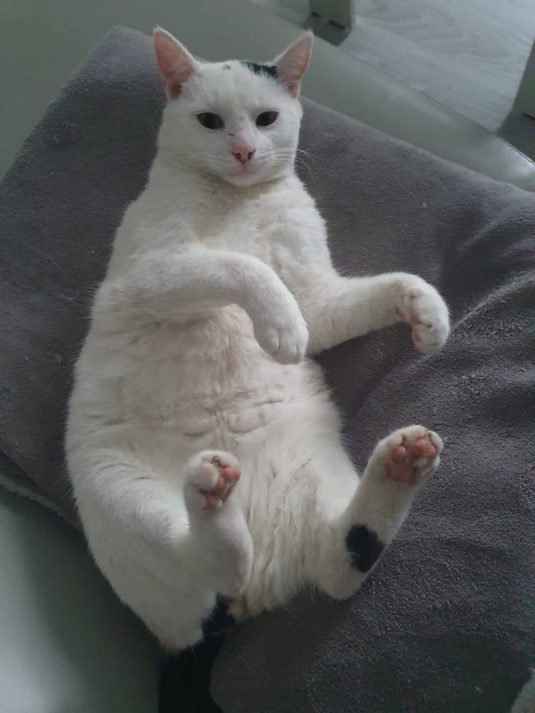 Biały Kocurek Kokos do adopcji!