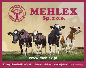 Mehlex jałówki cielne z Niemiec, dostawa 09.02