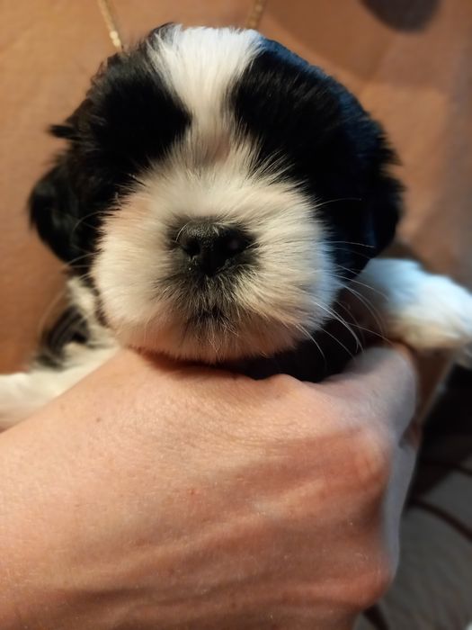 Shih tzu gotowy do odbioru
