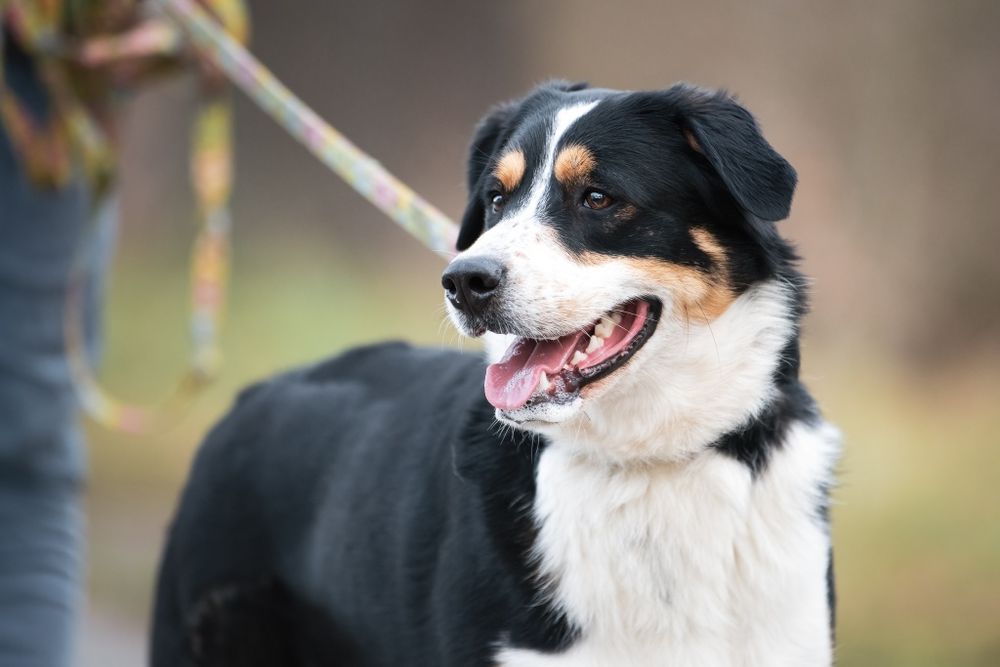 Pies Aro w typie owczarka australijskiego do adopcji!