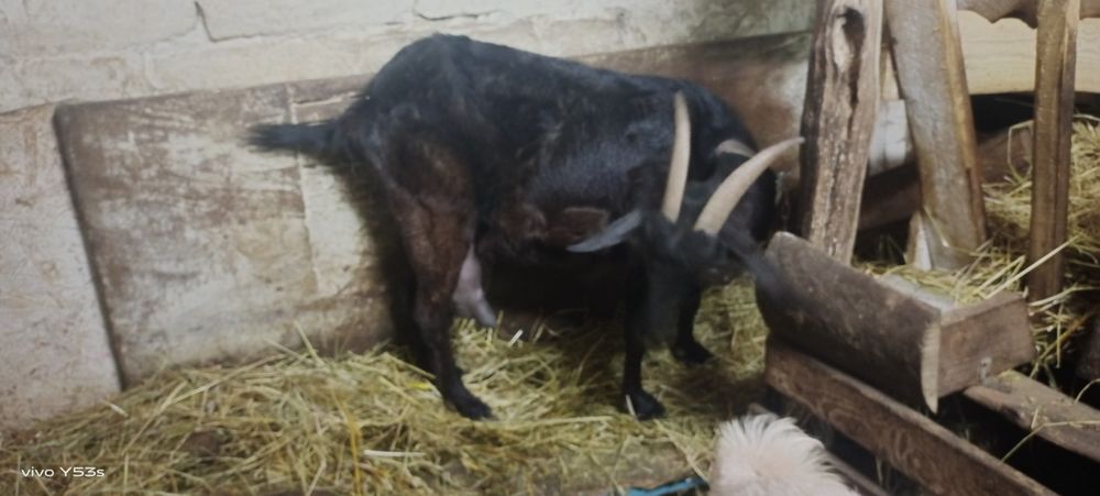 Продається дійна коза