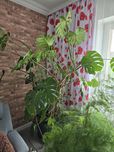 Monstera roślina