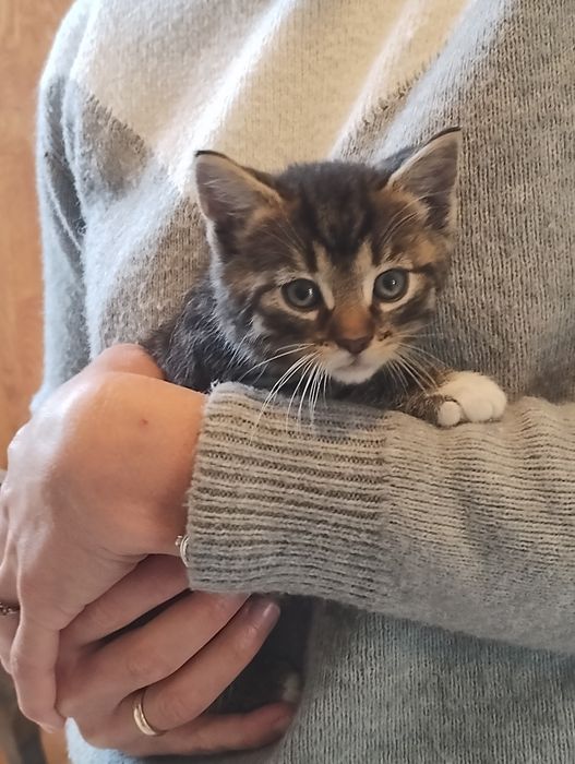 Oddam kocurki w dobre ręce Bielawa gm. Długołęka