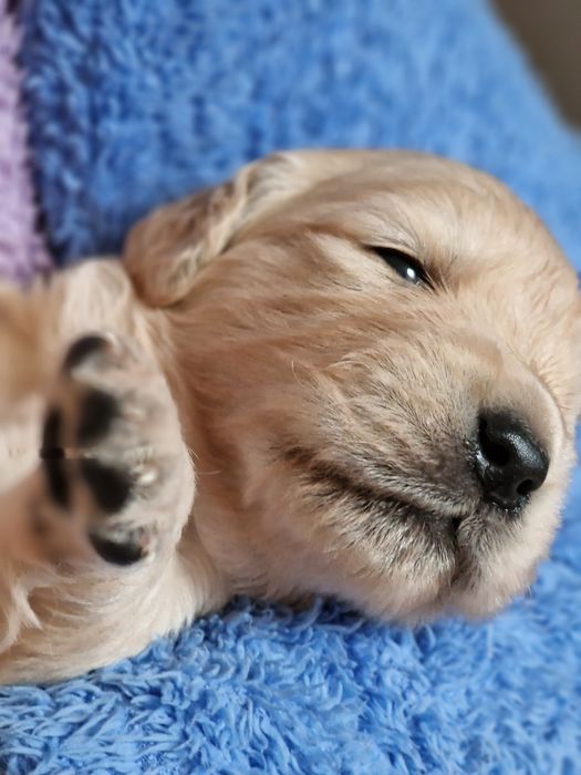 Szczeniak Golden Retriever zkwp fci