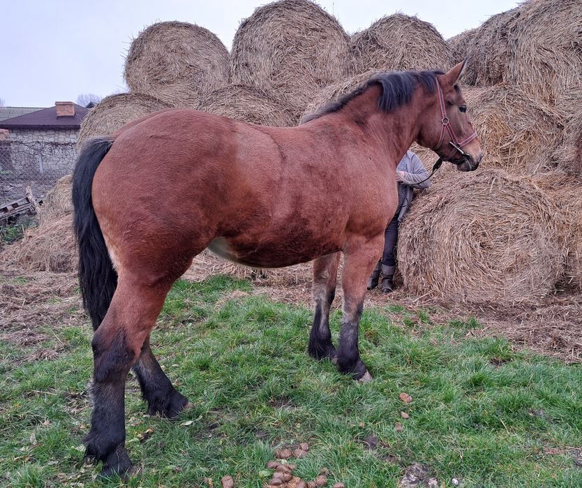 Klacz źrebica zimnokrwista