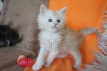 kocurek  Maine Coon - rodowód FPL/ FIFE - na koniec wakacji
