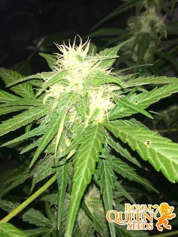 Nasiona marihuany Haze Berry Auto / Royal Queen Seeds - 5 sztuk