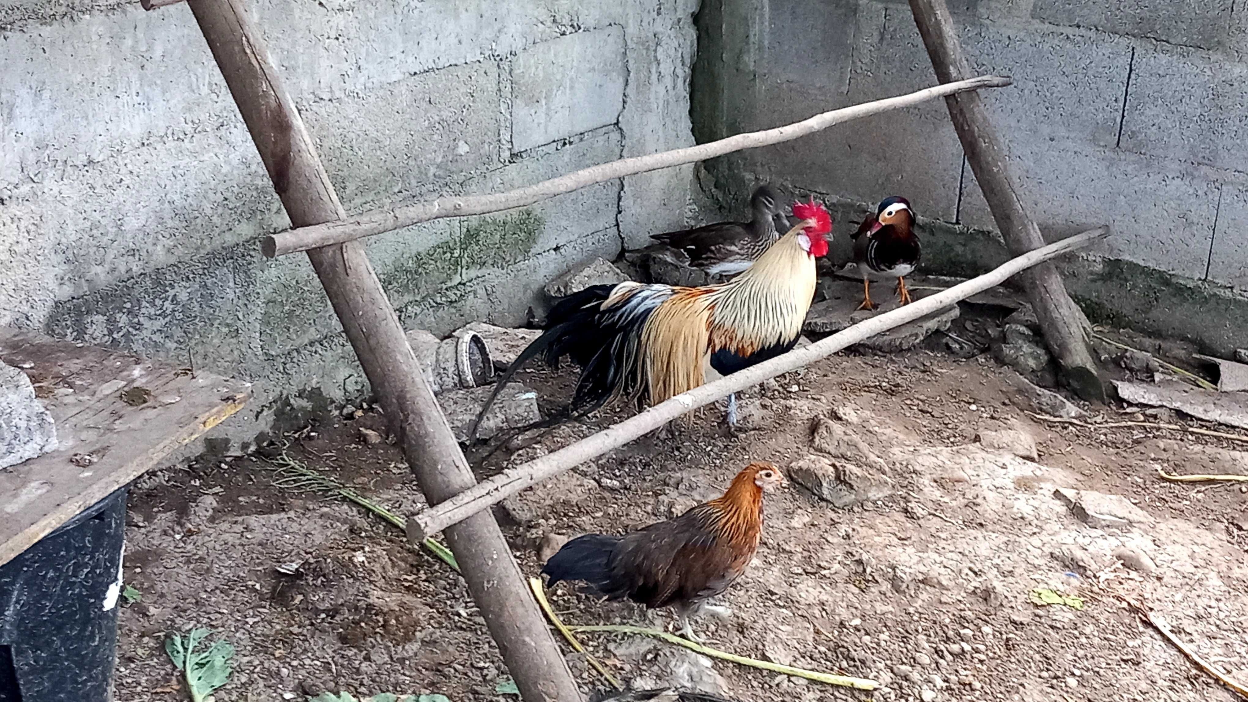 Pintos da raça fenix