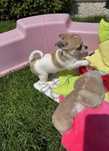 Chihuahua suczka