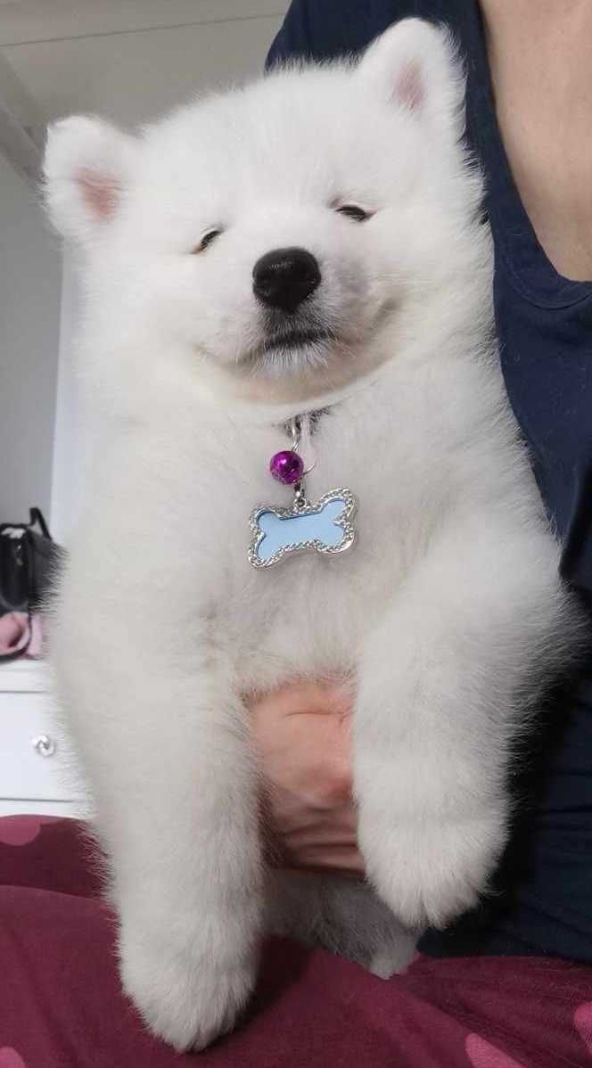 Piesek rasy Samoyed z rodowodem