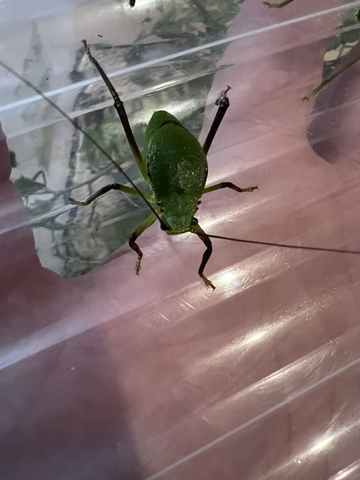 Pasikoniki siliquofera grandis młode