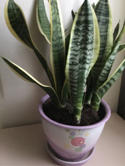 Сансевієрія молодий кущ