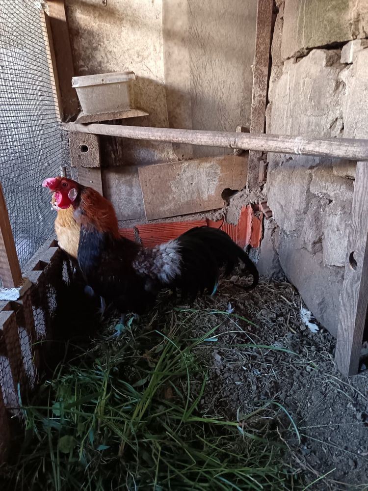 Garnizo fenix.