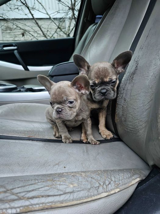 Милые малыши бульдожки