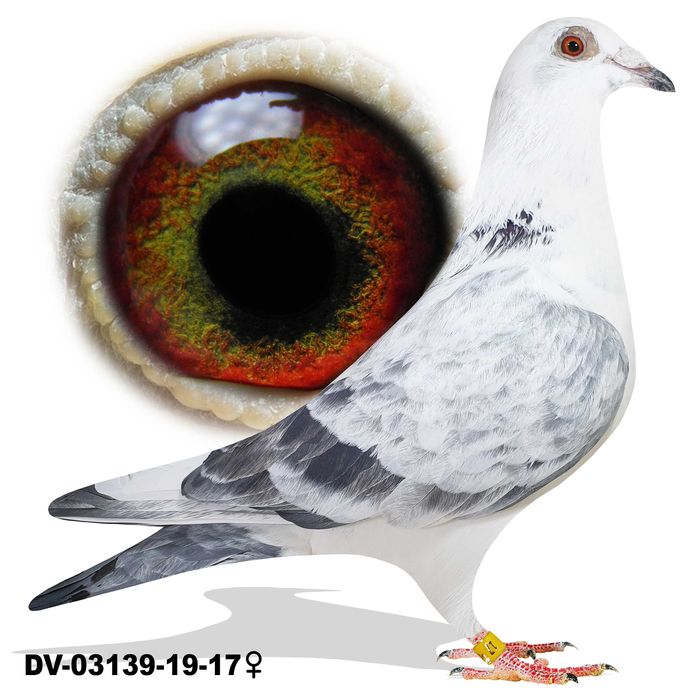 Młode 2025 para 57 Drapa x Pałka x Rottmann gołąb gołębie pocztowe