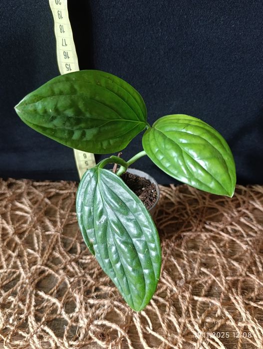 Епіпремнум Марбл Планет (Epipremnum pinnatum Marble Planet)