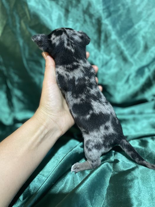 Малыши чихуахуа мерлешки