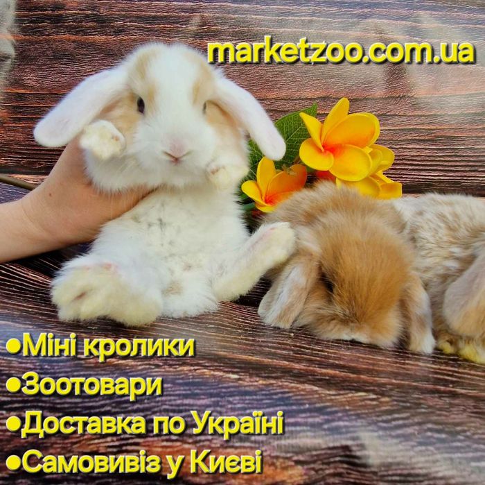 Неперевершені красунчики міні кролики висловухі баранчики,карликовые