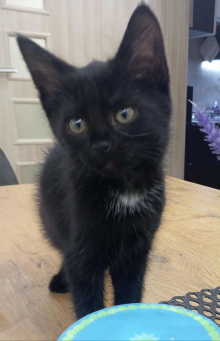 Oddam kotkę w dobre ręce