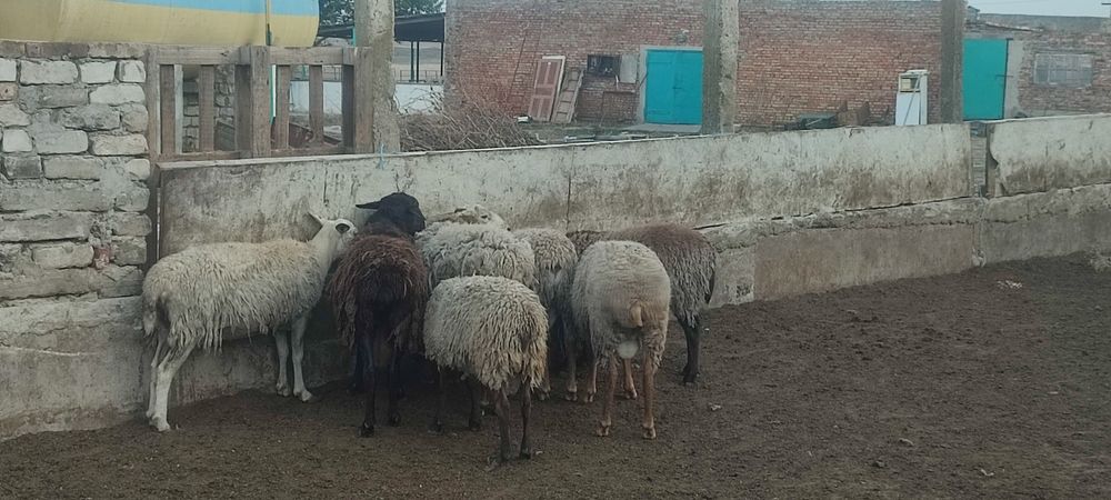 Продаю барашка романовской породы