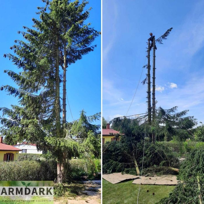 Wycinka drzew metodą alpinistyczną