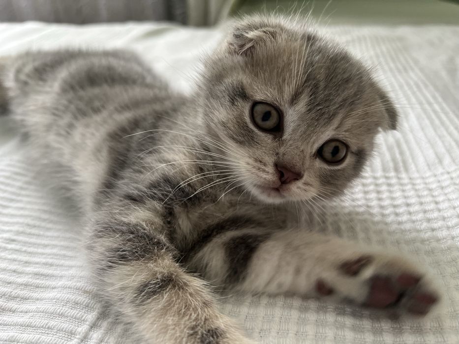 Шотландське висловухе кошеня, хлопчик