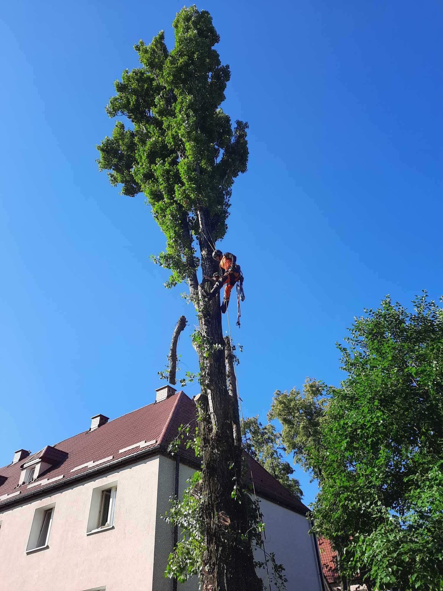 Wycinka i pielęgnacja drzew , frezowanie pni , czyszczenie działek