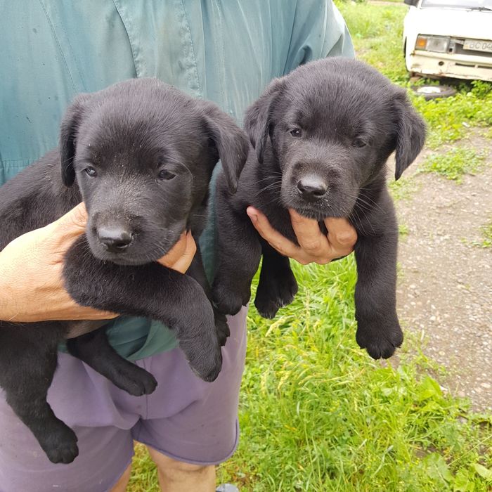 Продам лабрадорів чистокровних