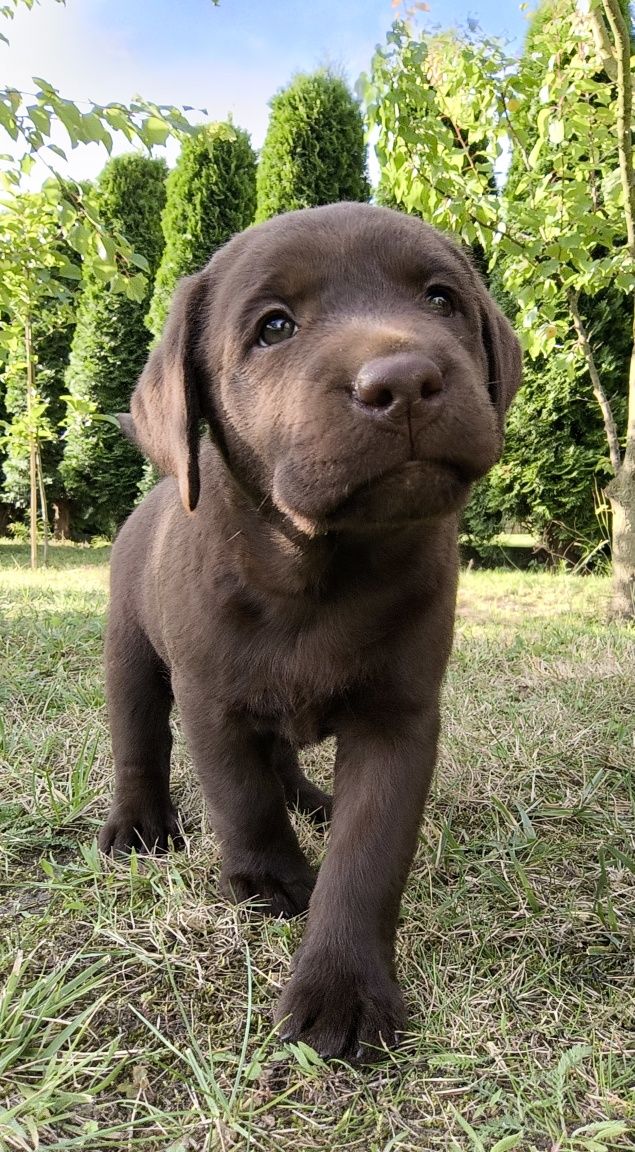 Labrador retriever suczka