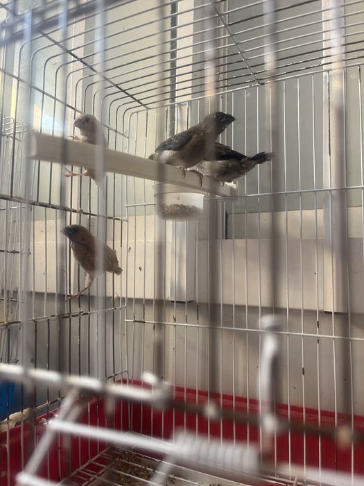 Aves para ter uma casa nova