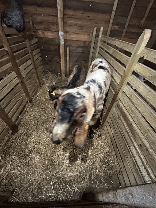 Sprzedam stado koz i owiec