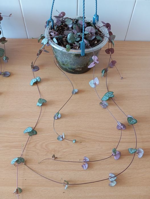 Planta coração emaranhado