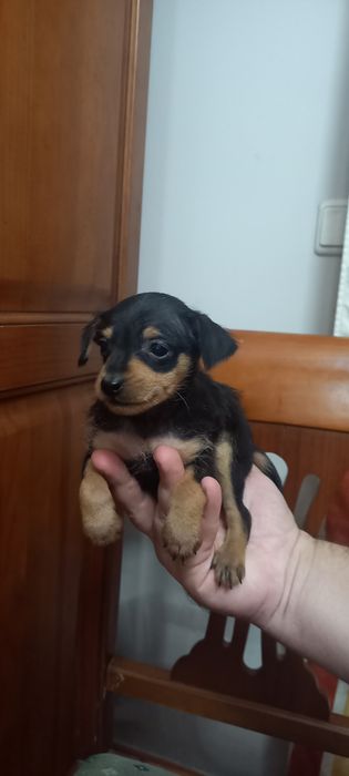 Pinscher x Yorkshire