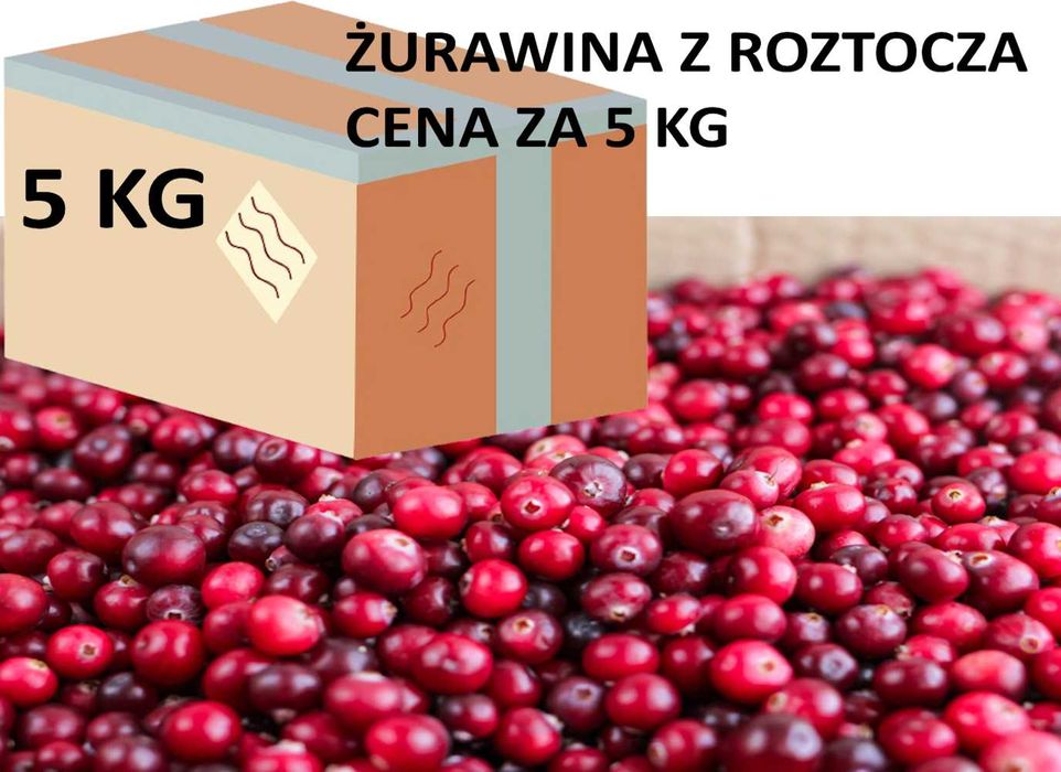 Żurawina bagienna z Roztocza świeża na zamówienie wysyłka CENA ZA 5KG