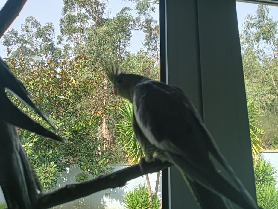 Caturras criadas a mão