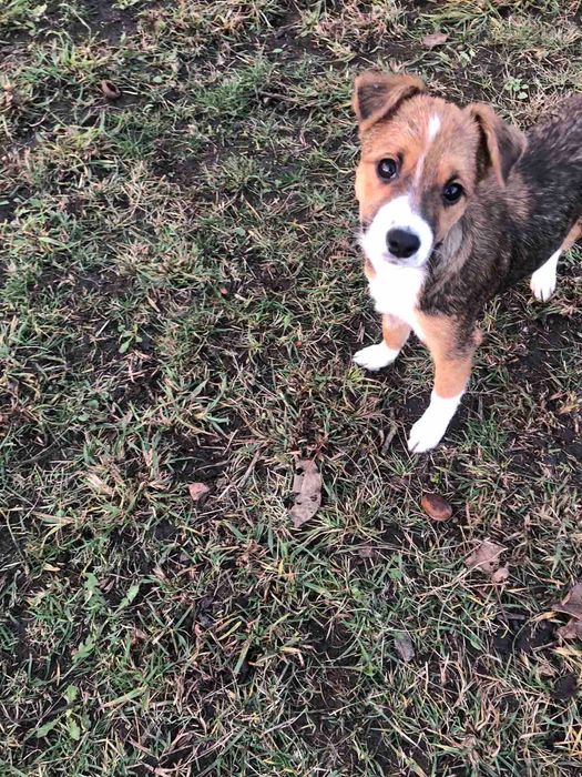 Ця маленька дівчинка-щенятко