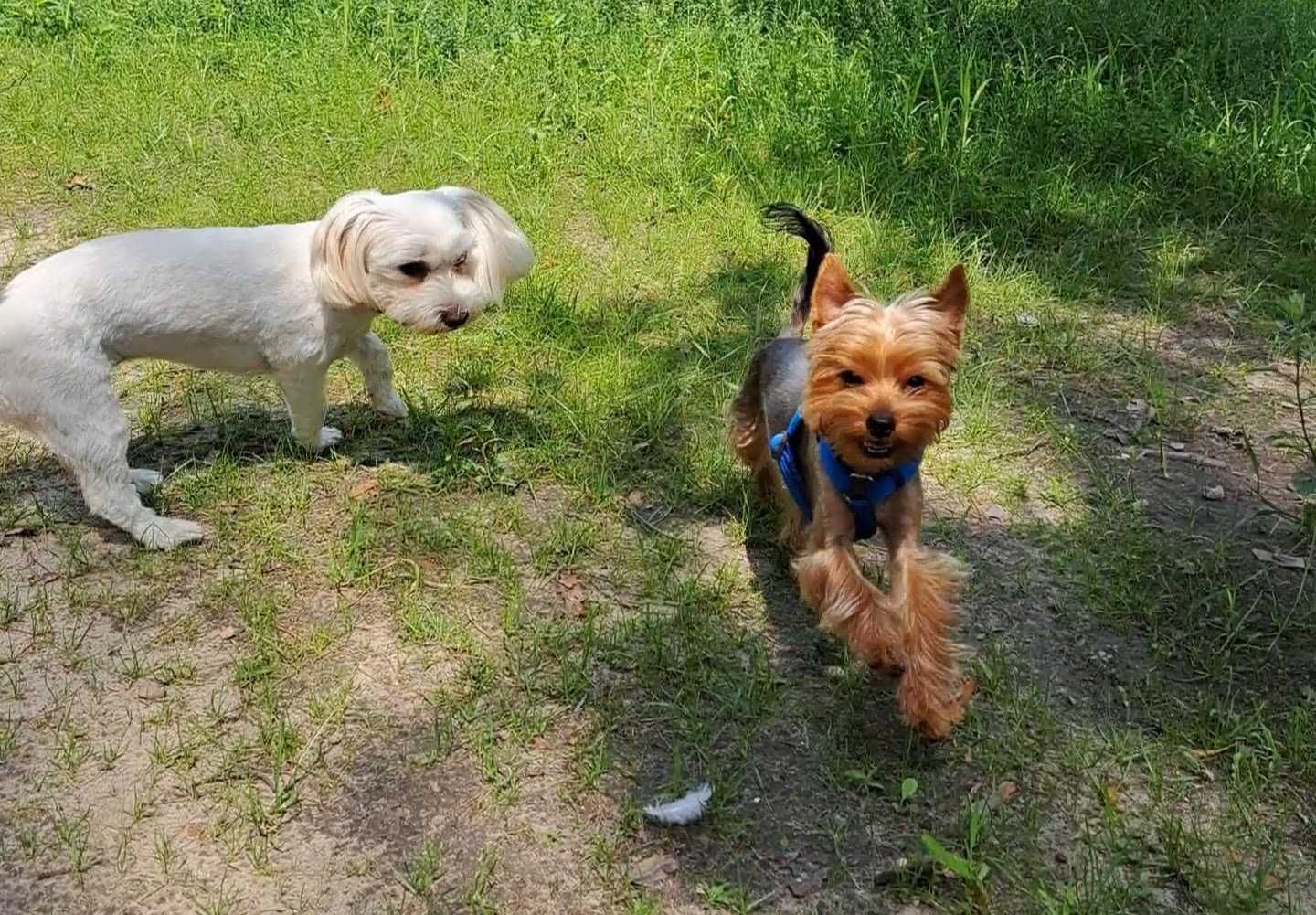 Yorkshire Terrier odchowany srebrno - złoty - Amorek - Paszport