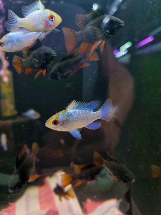 Ramireza electric blue