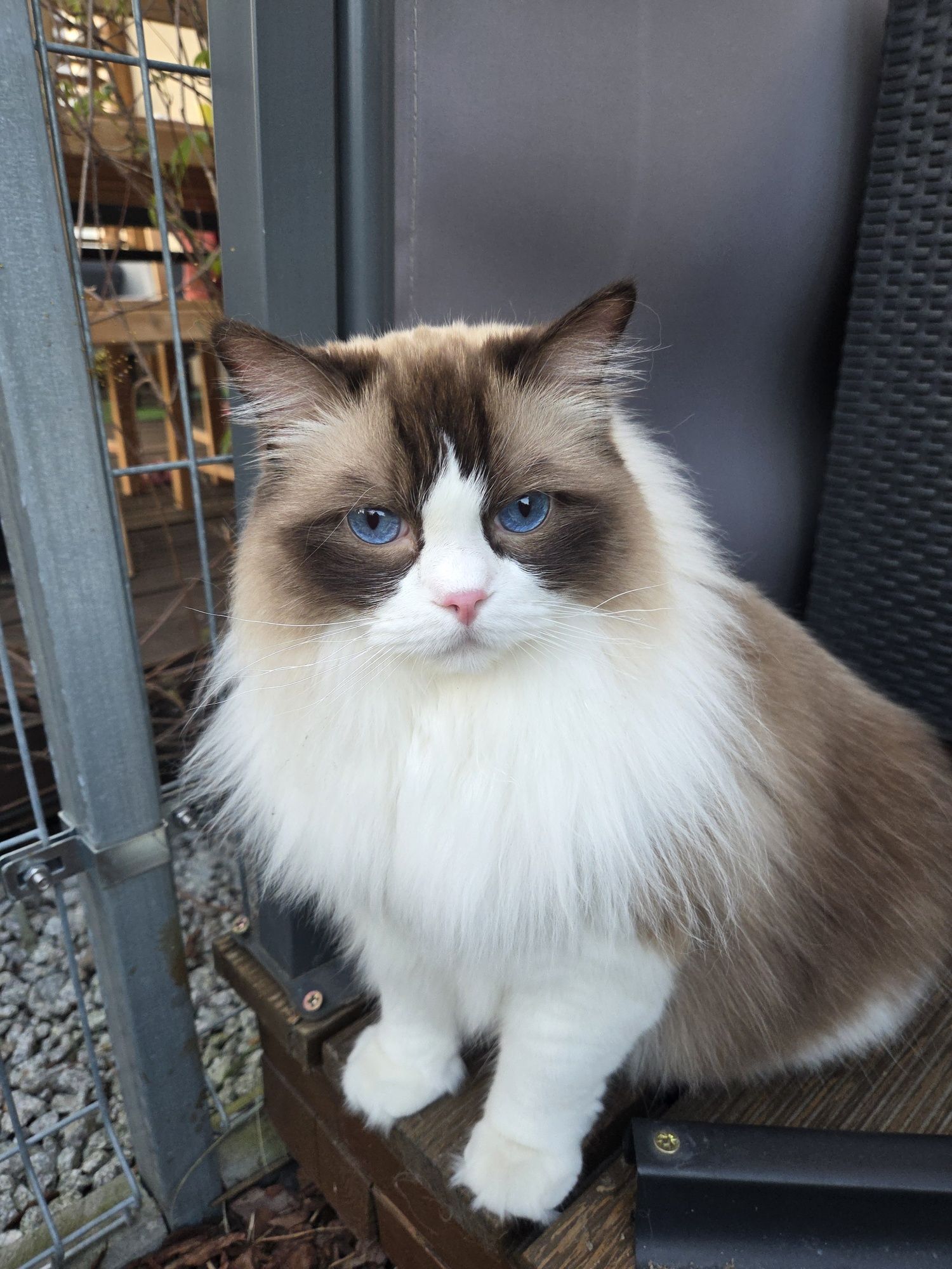 Piękny Ragdoll Kocurek