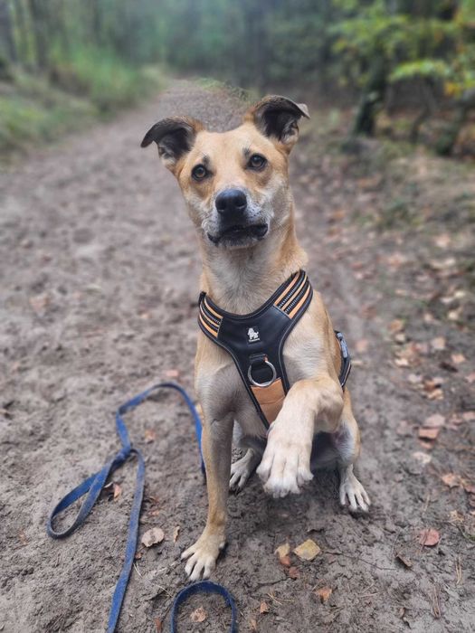 Gufi szuka mieszkania