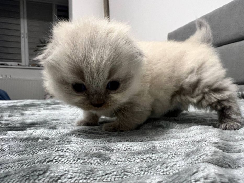 Висловухий хлопчик, кошенята